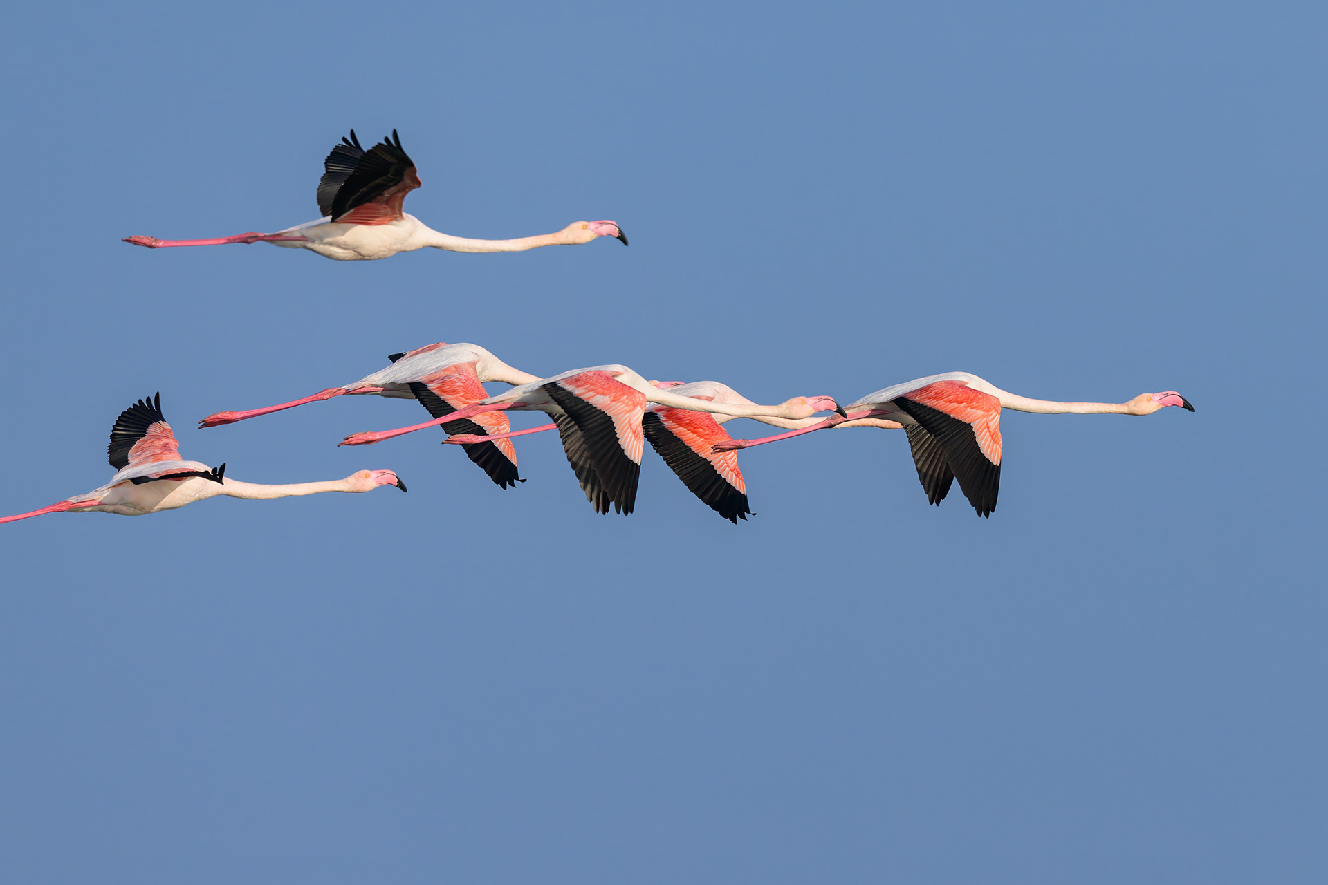 UAE Federal Decree Law No. 26 of 2025 on Child Digital Safety: Liability for Digital Platforms and Internet Service Providers